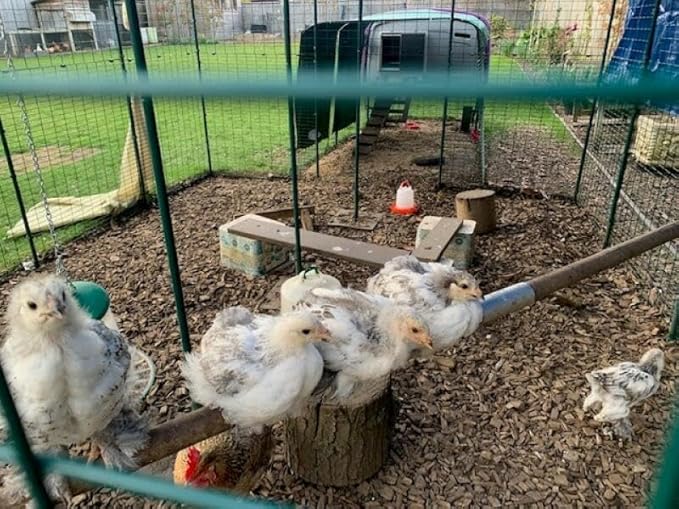 Omlet Chicken Perch | Enhance Your Outdoor Chickens Run with a Fun Accessory | Naturally Weather Resistant Perch with an Innovative Bracket Design | Eucalyptus Wood | 6ft
