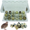 NWQuailFarm JUMBO Quail Eggs Cartons – 25 Pack - Holds 18 (3x6) Larger Quail Egg - Designed to hold Coturnix Jumbo Quail Eggs