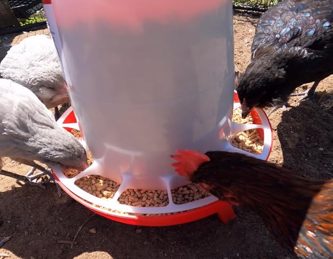 Hen's Choice 11 LB Poultry Feeder, Twist Lock Base, Adjustable Legs, Hangable with Lid (Red)