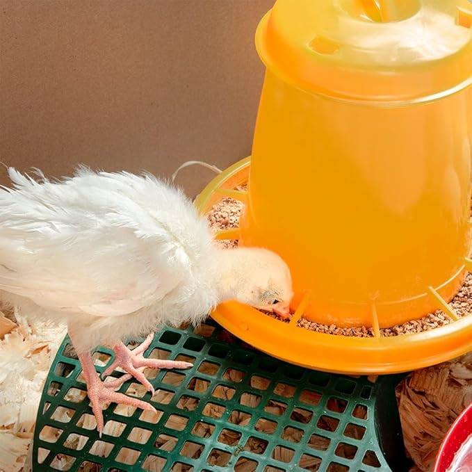 Premier 1 Chick Heating Plate Brooder Kit | Includes: 12" x 12" Plate with Adjustable Legs, Cover, 7 Reuseable Panels, Stand, 3 lb Feeder, Waterer, 10 lbs. Starter Feed | Warms Up to 24 Chicks