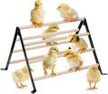 16.5" Lx13.4 Wx9.8 H Large Metal Stable Chick Perch - Wooden Baby Chicks Roosting Bars, Easy to Assemble & Clean Stand Ladder Fun Toys for Coop Accessories