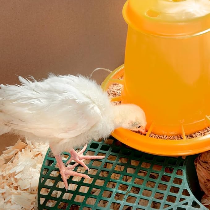 Premier 1 Poultry Feeder/Waterer Stand