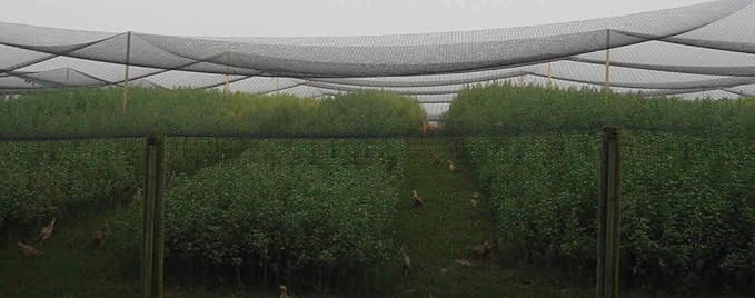 Poultry Netting 25ft x 25ft Heavy Knotted 2" Mesh Nets Aviary Gamefowl Quail Chicken Bird Block Net Long Lasting Break/Burst 85/245 lb Polyethylene 8-10 Year Lifespan