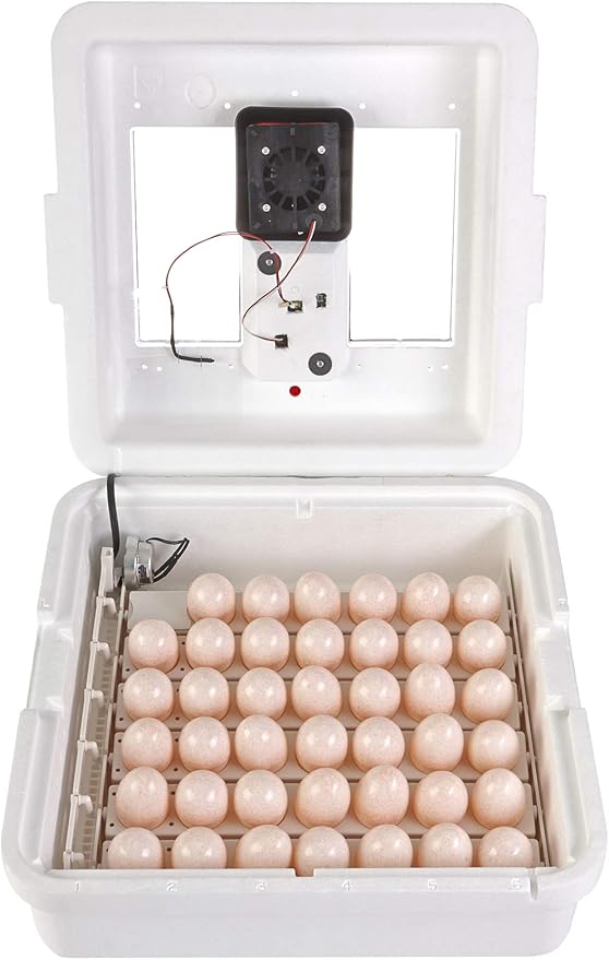 Little Giant® Digital Still Air Incubator | 41 Eggs | Egg Incubator with Temperature and Humidity Control | Chick Incubator