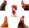 SUPERDANT Funny Rooster Wall Decals Farmhouse Cabinet 5pcs Chicken Wall Stickers Kitchen Outside Chicken Coop Farm Animals Wallpaper Art Realistic Style Peel and Stick Removable Farm Decoration