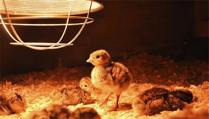 Heat Lamp Bulb PAR38 250 Watt 2 Pack Infrared Heavy Thickened Glass Lamp Bulb for Food Service, Brooder Bulb, Chicks, Pet, Bathroom, Light Therapy, Reptiles and Amphibian Use E26 Base (Clear)