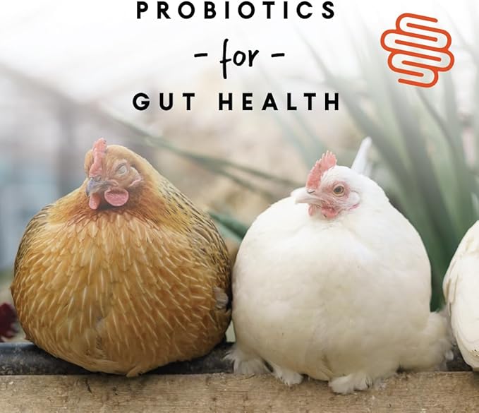 Manna Pro Chicken Feed, 16% Protein Layer Crumbles with Probiotics for Digestive Health, Complete Feed for Laying Hens to Support Egg Production, Nutrient-Rich Chicken Food, Made in USA, 8 lb Bag