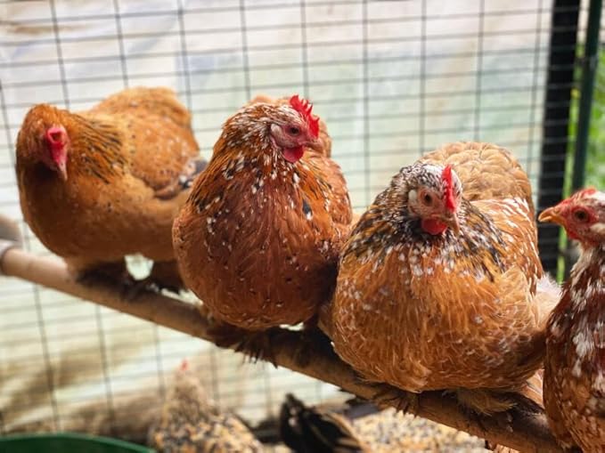 Omlet Chicken Perch | Enhance Your Outdoor Chickens Run with a Fun Accessory | Naturally Weather Resistant Perch with an Innovative Bracket Design | Eucalyptus Wood | 6ft