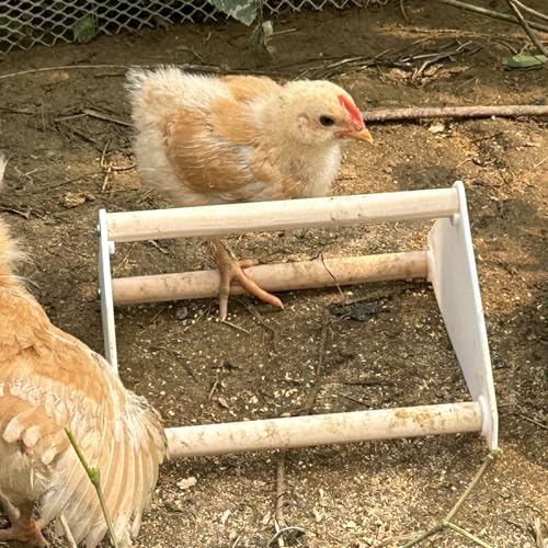 YANZI Chick Feeder and Waterer Kit, Baby Chick Starter Kit with Chick Perch for Small - WHITE&ORANGE, 5 Pack - Image 6