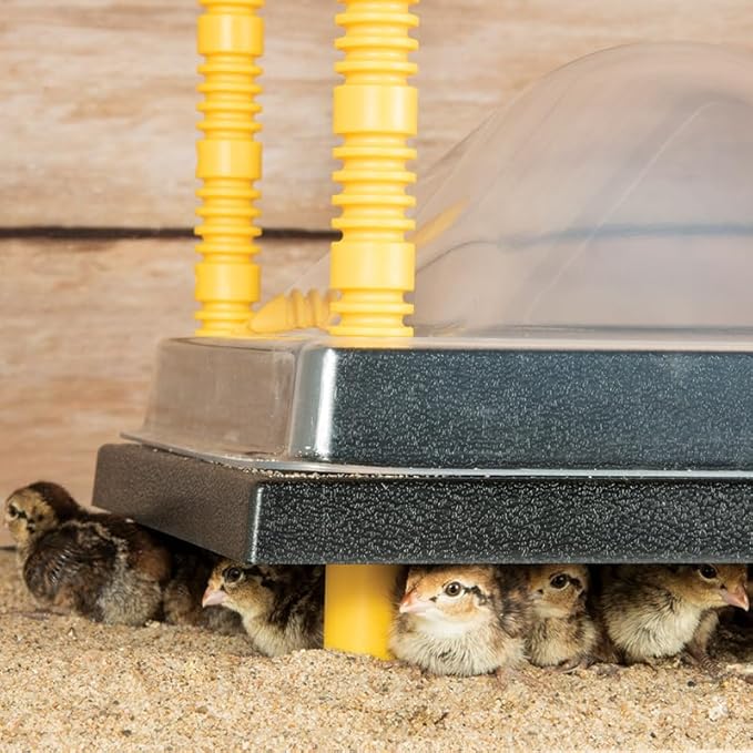 Premier 1 Chick Heating Plate Kit with Adjustable Legs | Includes Anti-Perch Cover | 16"x24" Plate Warms Up to 50 Chicks