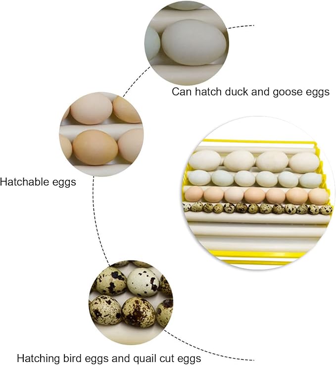 GLOGLOW Egg Incubation Tray, Fully Automatic Egg Turner with 13 Rollers for Hatching Chicken, Duck, Bird, Quail, 16.9x16.7x2.1in Egg Incubation Tray for Home Use in Hatcheries and Farms