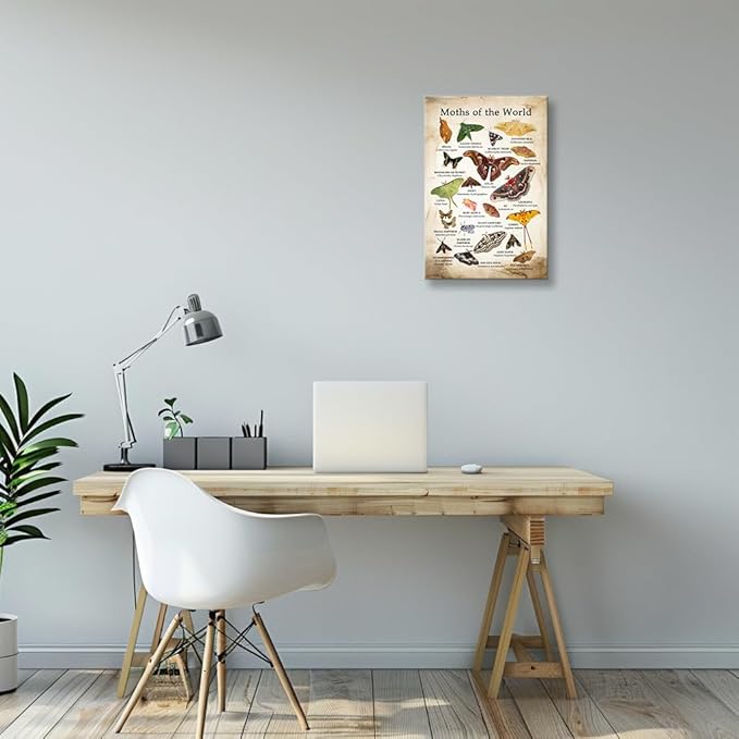 Wallpicss Moth Wall Art Framed Canvas Pictures Vintage Educational Posters Moths of The World Knowledge Poster Decorations for Office 12x18 inches