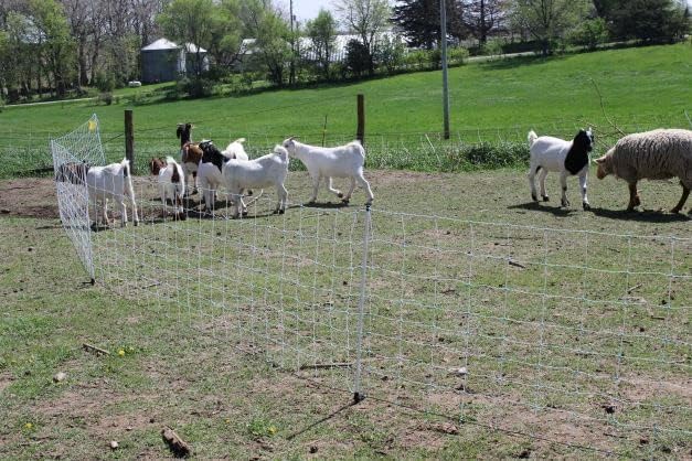 Starkline Premium Electric Sheep & Goat Netting Kit- AC Energizer (9/35/8) for Backyards, Homesteaders, and Livestock Owners