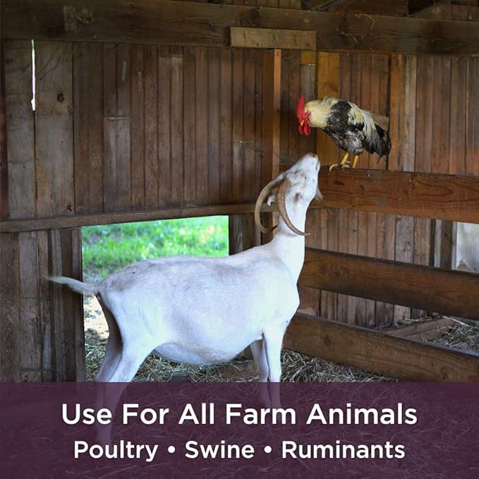 Dr. Connie's Probiotic + Electrolyte Powder for Chickens, Ducks, Goats, Poultry & Livestock | Natural Gut & Hydration Support | Veterinarian Formulated