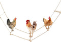Chicken Coop Accessories, Wooden Long Rope Ladder, Chicken Roosting Bars, Perch Swing Toys for Hens, Geese, Ducks, Turkeys, Other Poultry
