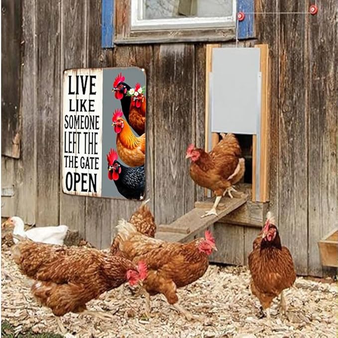 Chiken Gifts Vintage Chicken Decor Sign Live Like Someone Left The Gate Open Tin Sign for Home Chicken Coop Farm Fence Kitchen Bathroom Bedroom Wall Decor 12x16 Inches