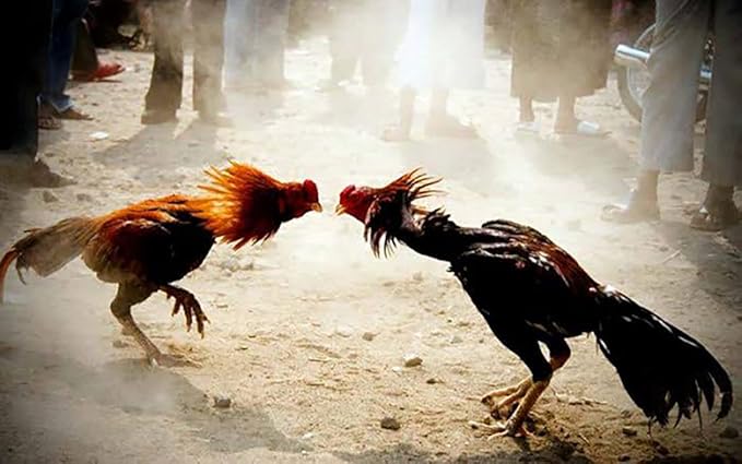 A.D.P. R4 Chicken Supplies Spur & Leg Protect Red Blue 2 Pair, Chicken Mitt Safety Poultry Hen Botas para GALLOS BREEDING, Best Rubber