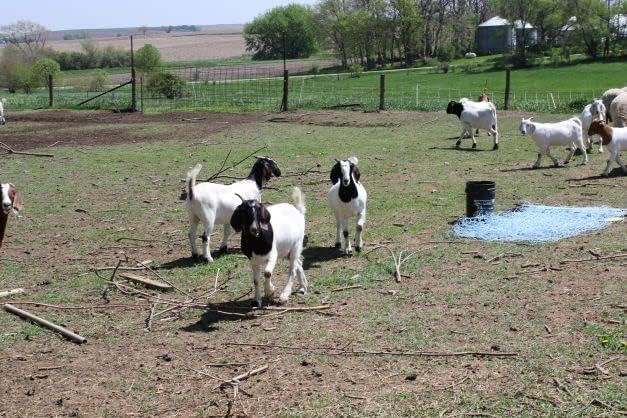 Starkline Premium Electric Sheep & Goat Netting Kit- AC Energizer (9/35/8) for Backyards, Homesteaders, and Livestock Owners