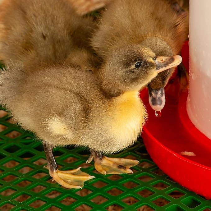 Premier 1 Chick Heat Lamp Brooder Kit | Includes: Heat Lamp + Adjustable Stand, 2 Bulbs, 7 Reuseable Panels, Chick Stand, Waterer, 3 lb Feeder, 10 lbs. Starter Feed | Warms Up to 24 Chicks