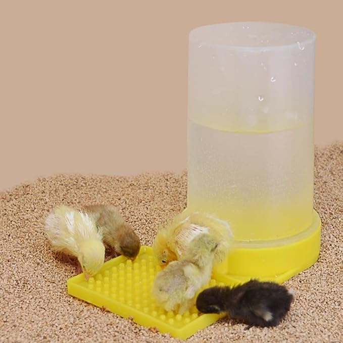 Baby Bird Button Quail Yellow Water Feeder