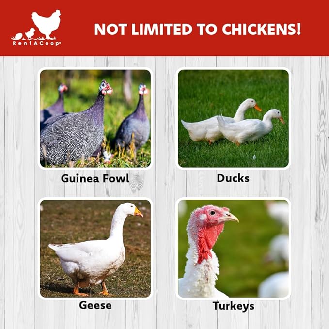 RentACoop Non-Electric Black Boundary Fence 48" x100' - Suitable for Chickens or Other Animals