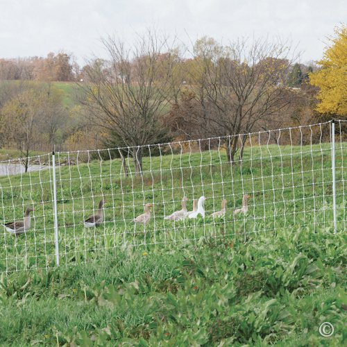 Premier 1 PoultryNet® 42"H x 164'L Portable Electric Fence with Built-in Posts | White/Black Fence for Chickens, Ducks, Geese