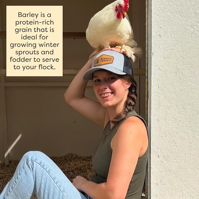 Scratch and Peck Whole Barley Chicken, Duck and Livestock Supplemental Grain - 8.5% Protein, Certified Organic and Non-GMO Project Verified Chicken Food - 40 lbs Bag