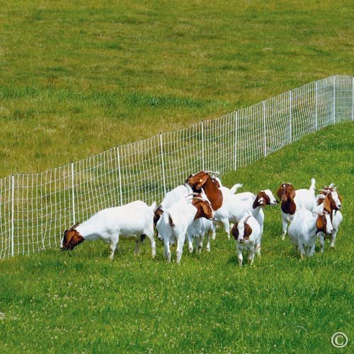 Premier 1 ElectroStop® 42"H x 164'L Portable Electric Fence with Built-in Double Spike Posts for Extra Stability | White/Black Fence for Sheep & Goats