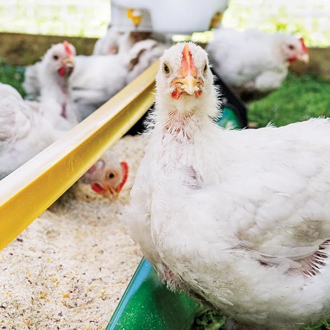 Premier 1 Broiler Trough Feeder for Chickens & Poultry - Green