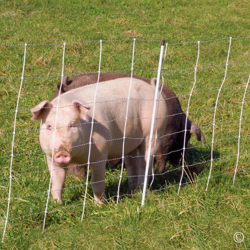 Premier 1 ElectroNet® 35"H x 164'L Portable Electric Fence with Built-in Single Spike Posts | White/Black Fence for Sheep & Goats