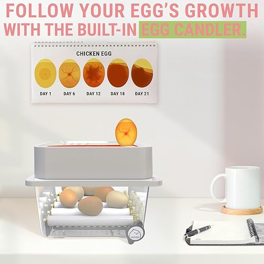 OBI-12 Incubator for Hatching Eggs – 12 Eggs, Easy to Use, Stable Temperature & Humidity Control with Eggloo Insulation - Orange
