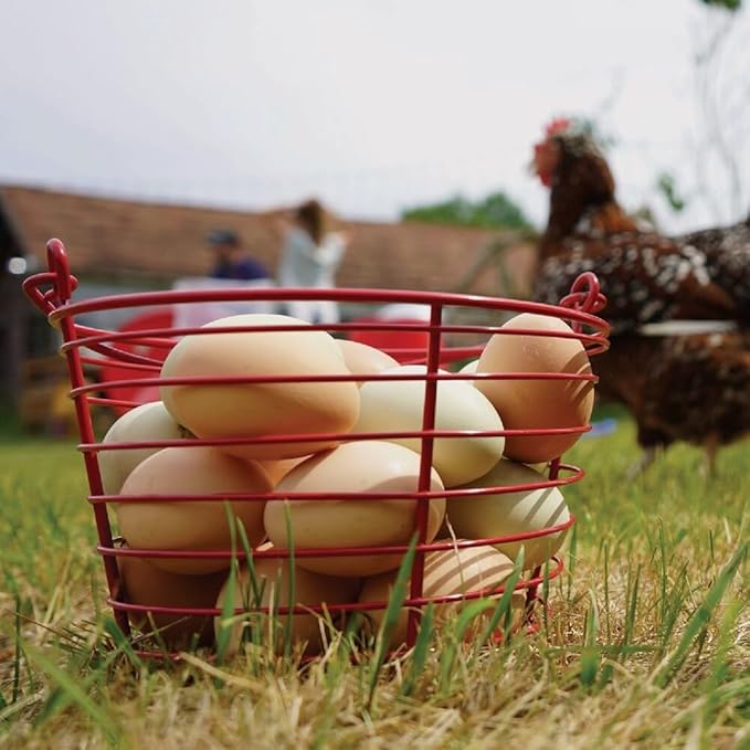 Stromberg's Large Egg Basket (Red) Holds 5.5 Dozen (66) Eggs | Coated Metal Egg Basket | Will Not Leave Marks on Eggs and Easy to Clean | Shape Allows Air Flow for Fast Cooling and Drying