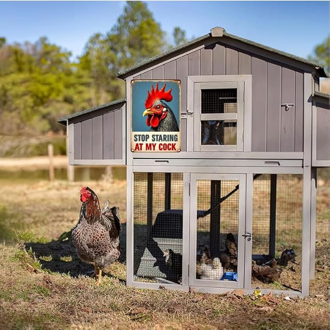 Funny Chicken Gifts Chicken Cluck Around and Find Out Tin Sign for Home Farm Chicken Coop Farmhouse Kitchen Garden Decor 12 X 16 Inch