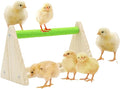 12-Hole No-Scratch & Spill-Proof Chick Feeder, Leak-Resistant Chick Waterer, and Poultry Waterer with Perches - Complete Brooder/Coop Starter Kit for Raising Poultry (Perch)