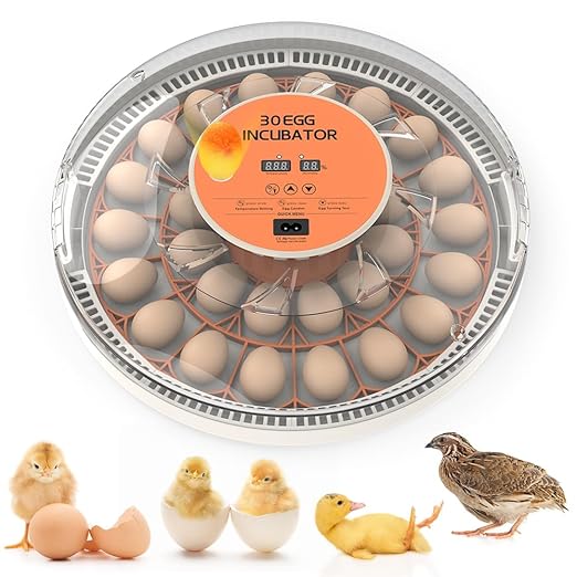 incubators for Hatching Eggs，30 Egg Incubator,Egg Incubator with Automatic Egg Turning，Incubator for Chicken Eggs，Chicken incubators for Hatching Eggs，Quail Egg Incubator