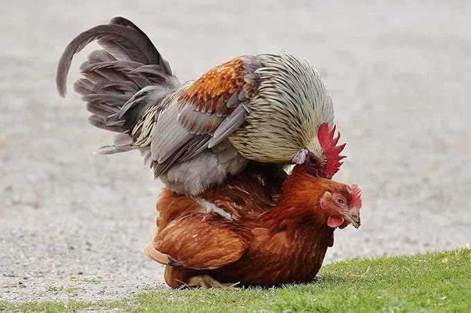 GALLOVITA para Gallos 100Tabs Vitamins Minerals Aminoacids for Rooster Hens Chickens Gamefowl Vitaminas Minerales Aminoacidos