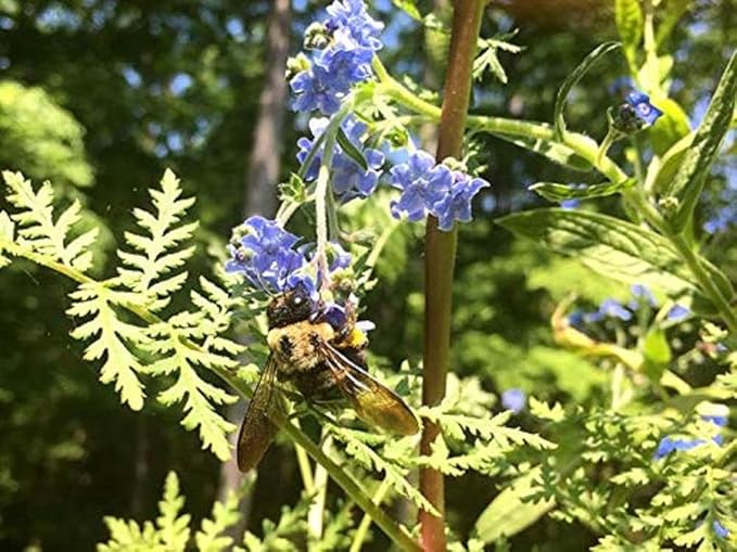 Backyard Safari Company Grow Gardens, Honey Bee Habitat