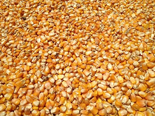 10 Pound of Whole Kernel Corn Animal Food for Ducks, Chickens, Squirrels...they all love it