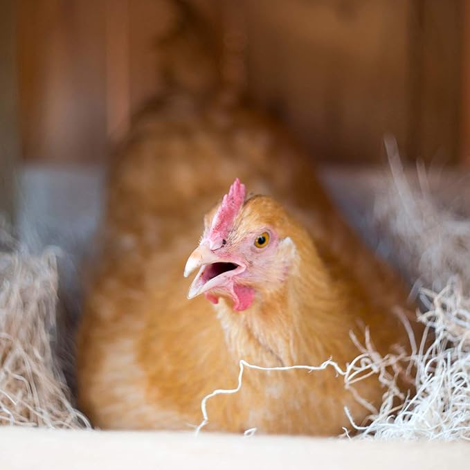 Laying Hen Nest Box Pads Made in USA from Sustainable Aspen Exceslior - 13x13 Nesting Box Liners (12 Pack)