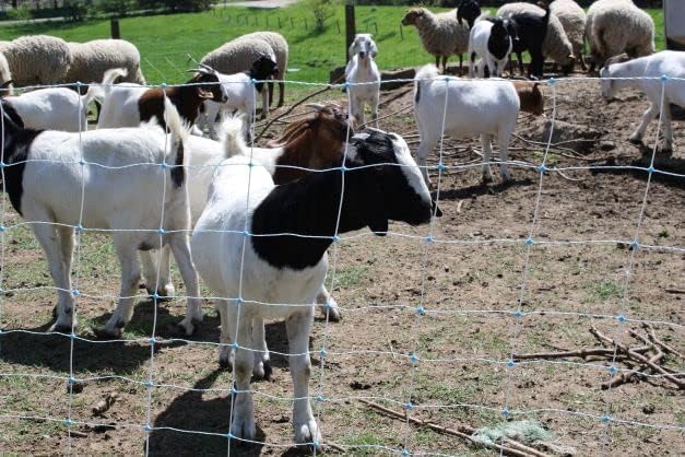 Starkline Premium Electric Sheep & Goat Netting Kit- AC Energizer (9/35/8) for Backyards, Homesteaders, and Livestock Owners