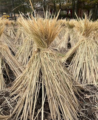 2Pcs Handmade Woven Flat Base Straw Bird Nest Breeding Nest Hatch House Cage for Pigeons - brown, Russet Chickens - Image 4