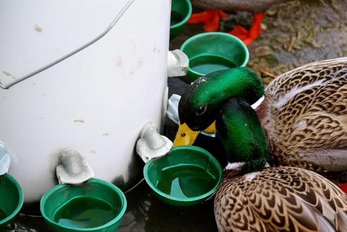 Farmight Automatic Poultry Waterer Kit – Leak-Free Large Self-Filling Cups with Drill Bit for Chickens, Ducks, Quail, Geese & Turkeys - 10 Pack