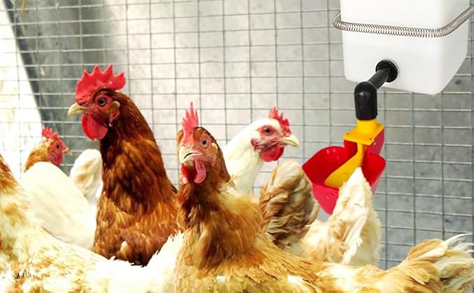 C Automatic Waterer System Chick Drinker Cups 1L Hanging Automatic Fill Poultry Watering Cup Used for Cages (red, 1)