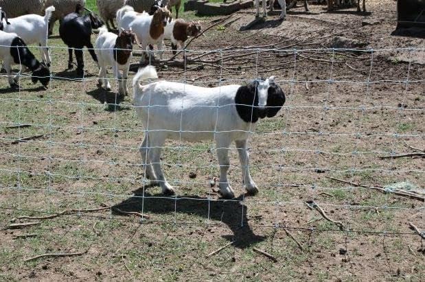 Starkline Electric Netting (42" x 164') Electric Fence for Backyards, Homesteads, Gardens, Farms, and Ranches (10/42/7)
