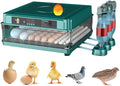Automatic Egg Incubator 12-38 Egg Digital Poultry Hatcher Machine ith Automatic Egg Turning, Temperature & Humidity Control, Efficient LED Lighting for Chicken Geese Ducks Pigeons Quails (38 Eggs)