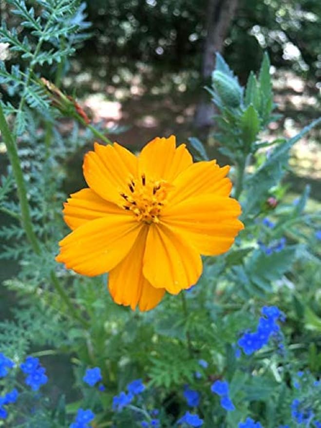 Backyard Safari Company Grow Gardens, Honey Bee Habitat