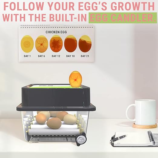 OBI-12 Incubator for Hatching Eggs – 12 Eggs, Easy to Use, Stable Temperature & Humidity Control with Eggloo Insulation - Green
