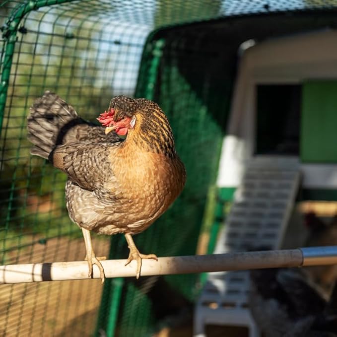 Omlet Chicken Perch | Enhance Your Outdoor Chickens Run with a Fun Accessory | Naturally Weather Resistant Perch with an Innovative Bracket Design | Eucalyptus Wood | 6ft