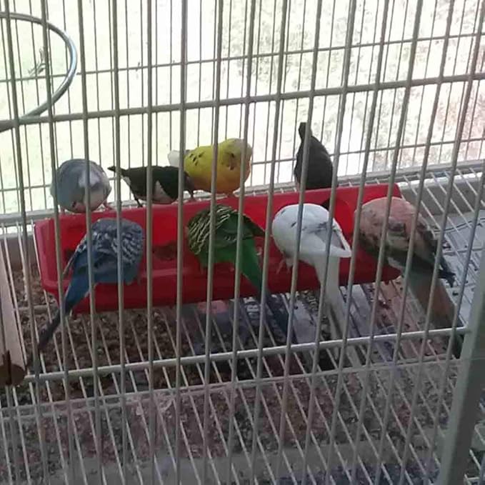 Flip Top Poultry Feeder Trough Small Chick Feeder Plastic Chicken Feeder No Waste Spill Proof for Birds Small Poultry (Red)