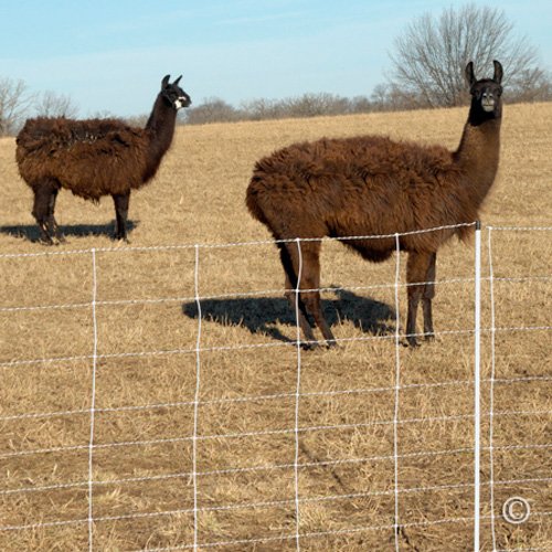 Premier 1 ElectroStop® 42"H x 164'L Portable Electric Fence with Built-in Single Spike Posts | White Fence for Sheep & Goats